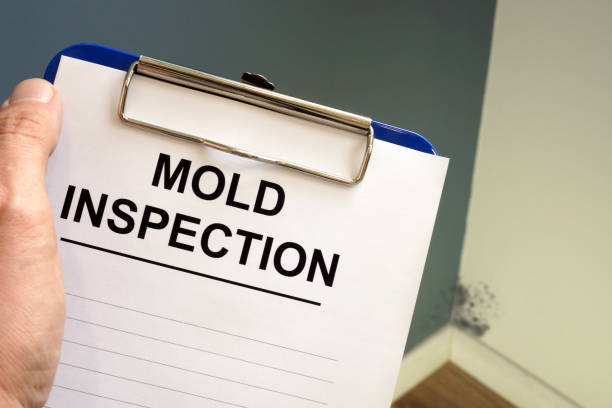 Why You Should Choose Our Mold Remediation Services in Aristocrat Ranchettes, CO